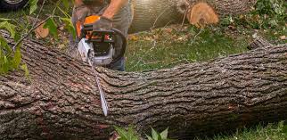 Best Weed Control  in Laton, CA