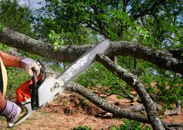 Best Utility Line Clearance  in Laton, CA