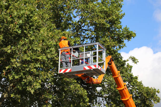 Best Emergency Tree Removal  in Laton, CA