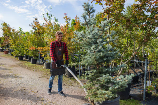 Best Tree Maintenance Programs  in Laton, CA