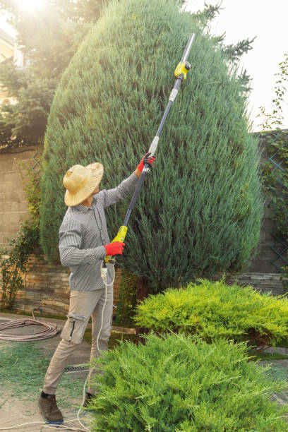 Best Tree Health Inspection  in Laton, CA