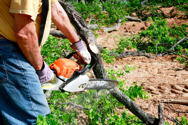 Best Tree and Shrub Care  in Laton, CA